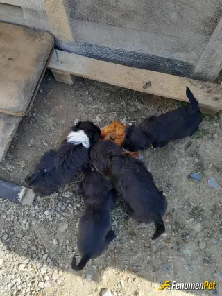 Sokak hayvanı besleme: Günlük mama desteği yemek desteği su desteği. İç parazitlerini dış parazitlerini elimden geldiğince yapmaya çalışırım.