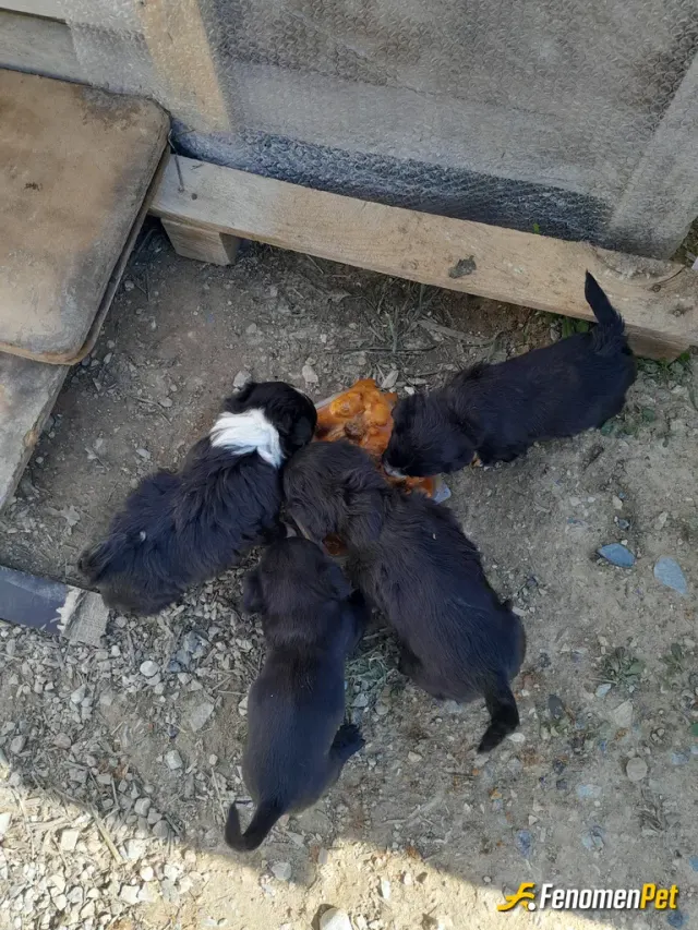 Sokak hayvanı besleme: Günlük mama desteği yemek desteği su desteği. İç parazitlerini dış parazitlerini elimden geldiğince yapmaya ça