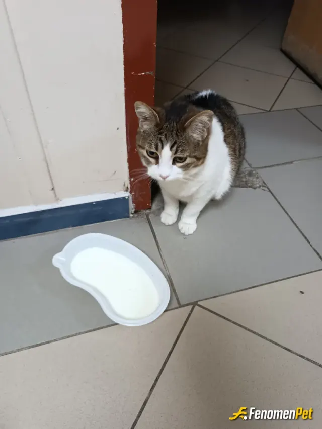 Sokak hayvanı besleme: Herkesin duyarlı olması gerek