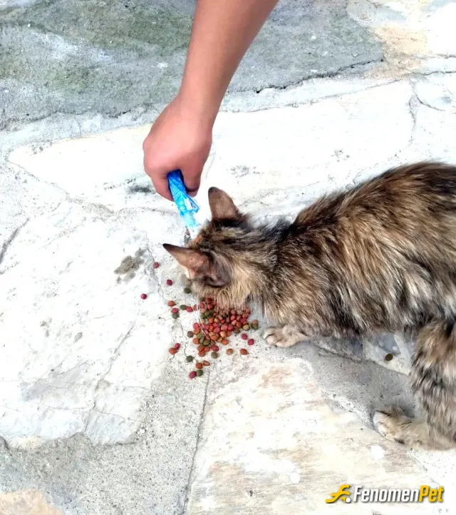 Sokak hayvanı besleme: Patili dostum