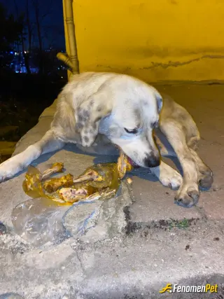 Sokak hayvanı besleme: mahallemizin köpeğini besliyorum her gün