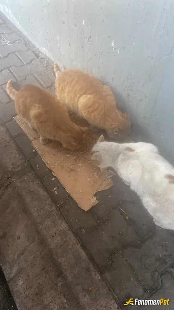 Sokak hayvanı besleme: Günlük mama veriyorum