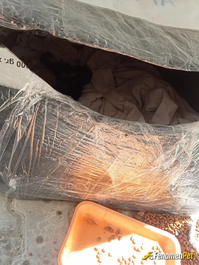 Sokak hayvanı besleme: Karton kutu ile bir ev yapıp mama desteğinde bulunduk