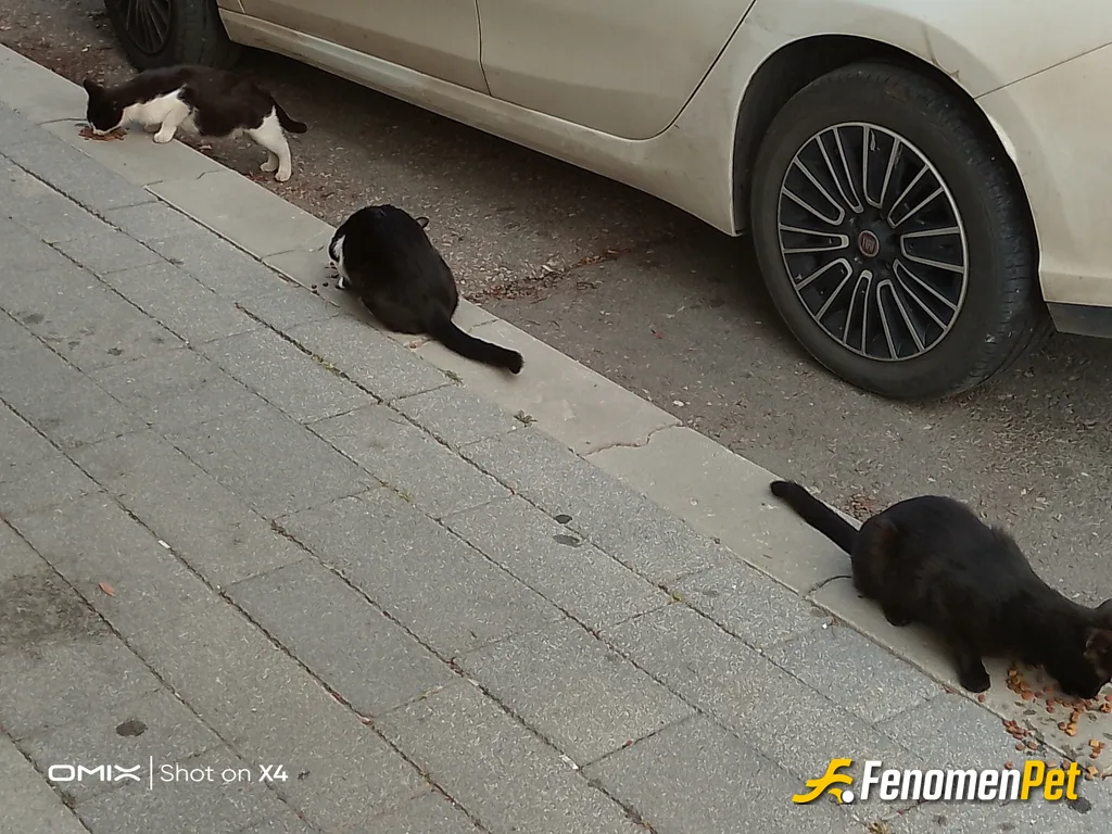 Atilla009 sokak hayvanını beslerken çektiği fotoğraf