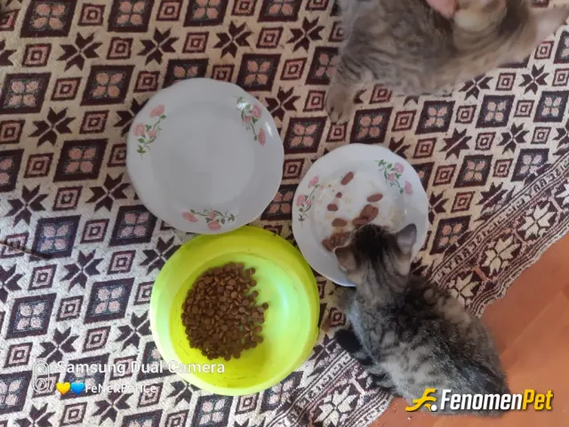 Sokak hayvanı besleme: Can dostlarımızı besliyorum
