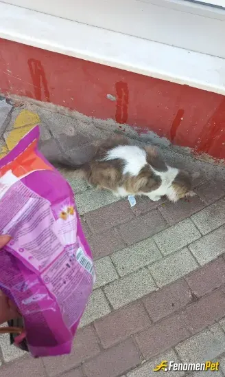 Sokak hayvanı besleme: #Fenomenpet