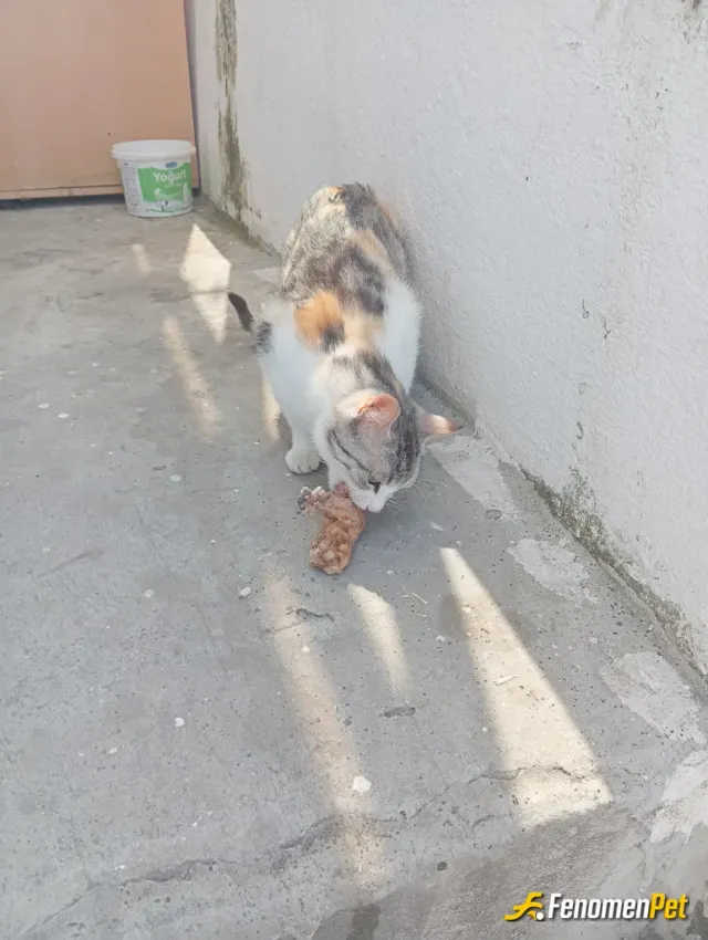 Sokak hayvanı besleme: #Fenomenpet afiyet olsun 🥰