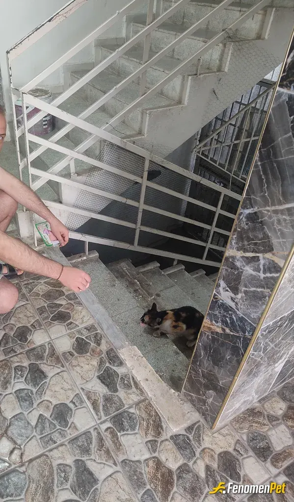 Sokak hayvanı besleme: Apartman içinde bulunan anne kediye marketten salam alarak yedirdim. Kedileri çok seviyorum