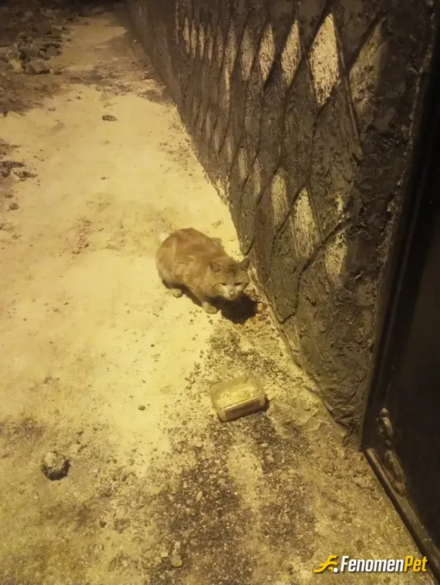 Sokak hayvanı besleme: Çok zor değil bir kap mama ve su