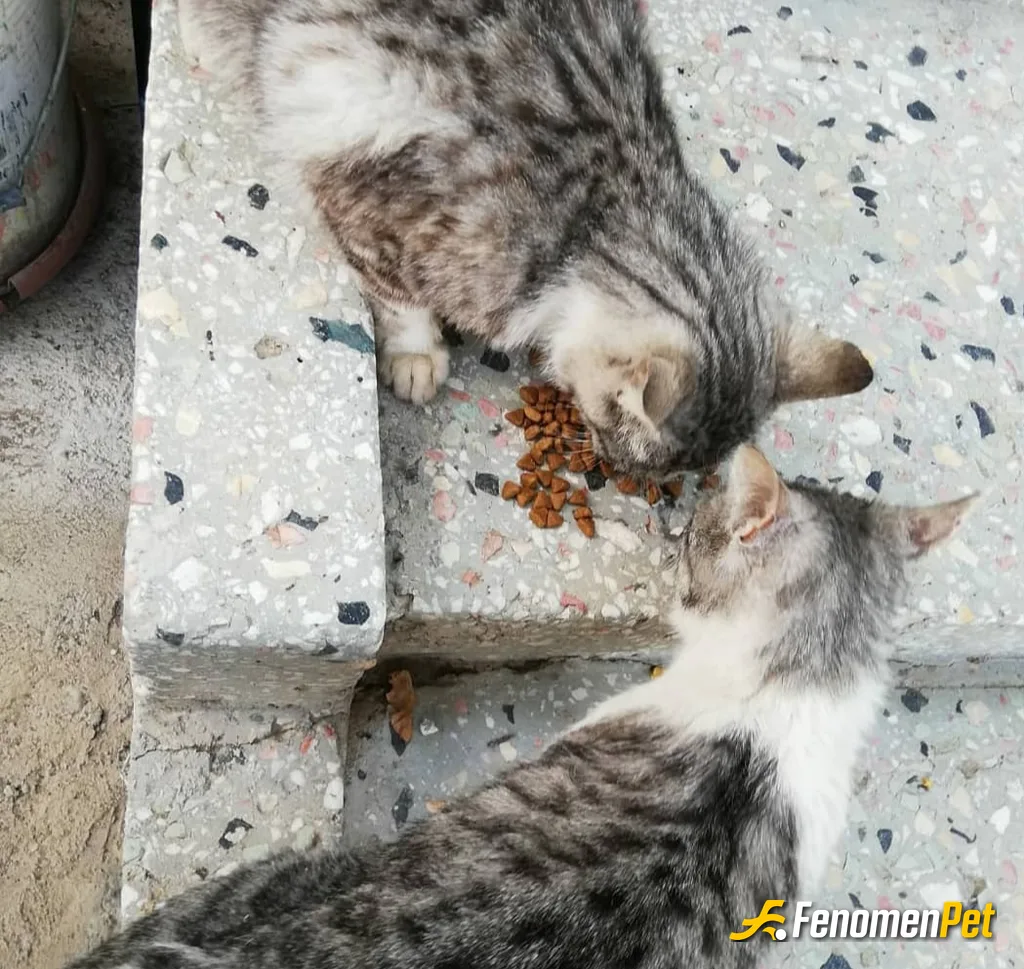 Sokak hayvanı besleme: #Fenomenpet ♥️♥️