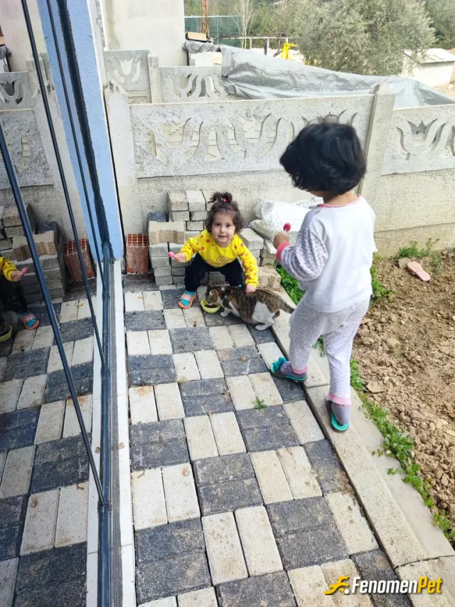 Sokak hayvanı besleme: Evimizde besliyoruz zaten müstakil evimiz var sokaktan alıp sahipleniyoruz