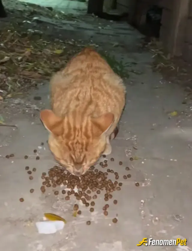 Sokak hayvanı besleme: Fenomenpet akıma devam bir canımızın daha karnı doydu