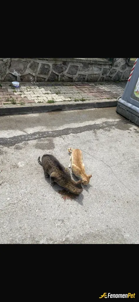 Sokak hayvanı besleme: hayvanları sevelim #Fenomenpet Pati Dostu