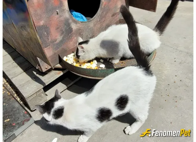 Sokak hayvanı besleme: Sokakta bir varilde yaşayan iki kediye mama yemek verdim #fenomenpet