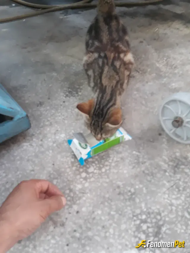 Sokak hayvanı besleme: Devamlı besliyorum  herzaman bunu yapacağım bu bizim görevimiz