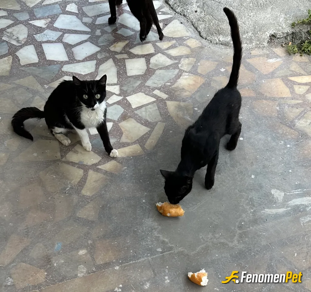 Hsynnklncc sokak hayvanını beslerken çektiği fotoğraf