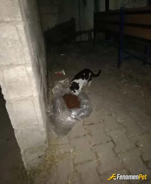 Sokak hayvanı besleme: #Fenometpet 
Bir kap su bir kap mama.