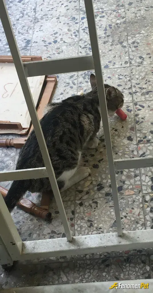 Sokak hayvanı besleme: Evin önüne gelen tatlı kediyle yemeğimizi paykaştık