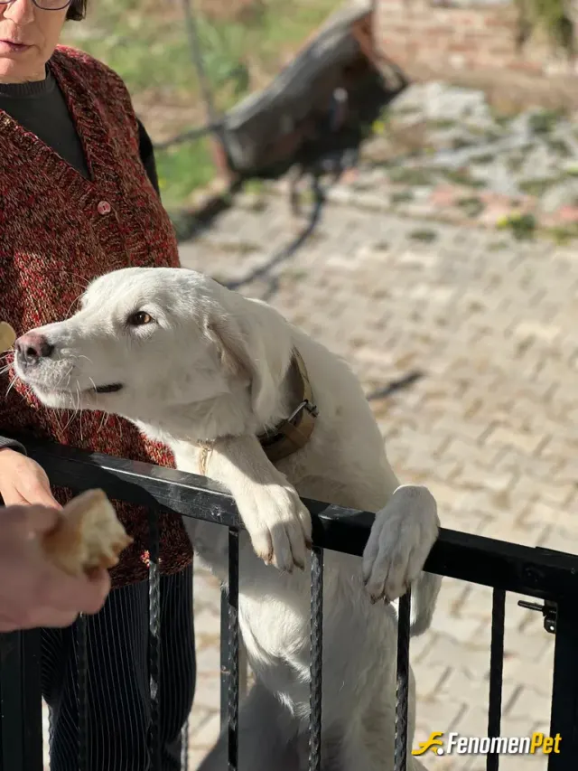 Sokak hayvanı besleme: bu beslediğmiz sokak hayvanlarından sadece bir tanesi bazen ekmek bazen yaş mama alıyoruz aynı zamanda pire ta