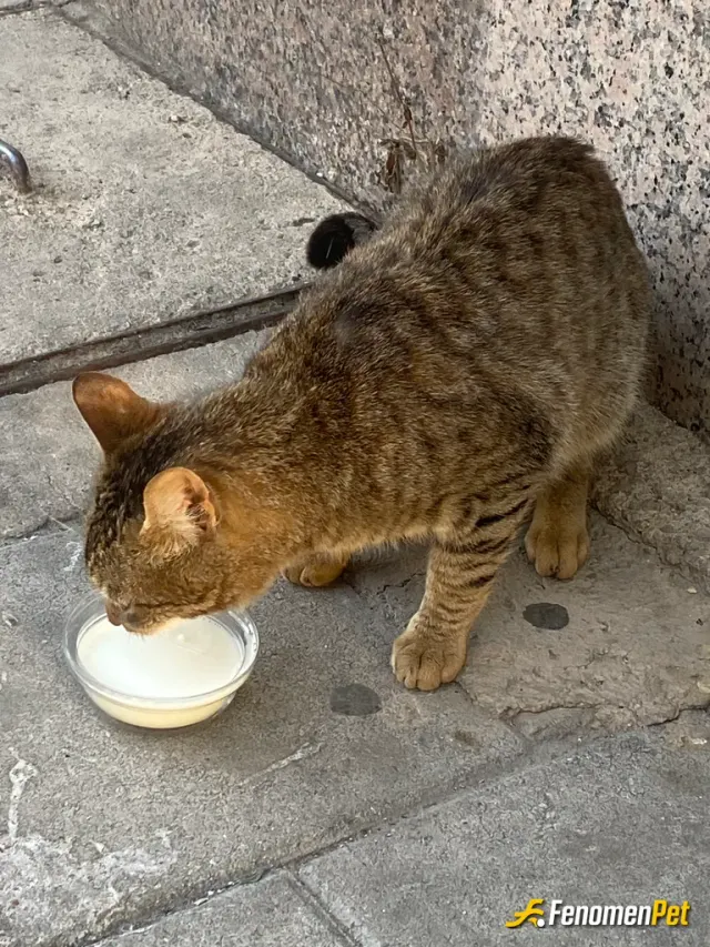 Sokak hayvanı besleme: Patili dostumuza afiyetler olsun 😍❤️