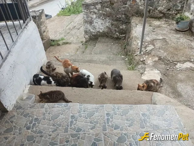 Sokak hayvanı besleme: Her gün kapıyı çalan dostlar