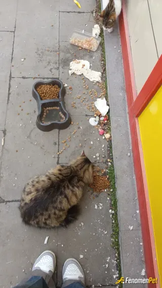 Sokak hayvanı besleme: .