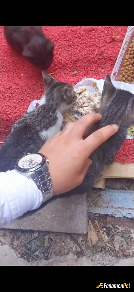 Sokak hayvanı besleme: #fenomenpet
Sokak hayvanlarını koruyalım 🥰
