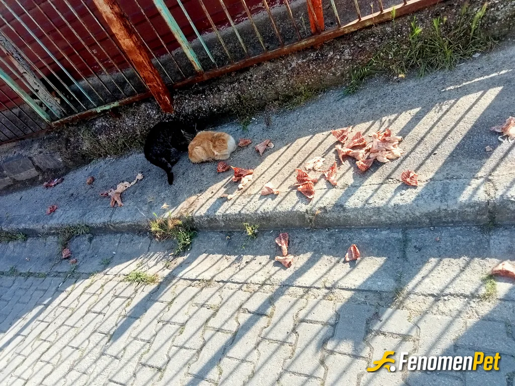 Aynur3541 sokak hayvanını beslerken çektiği fotoğraf