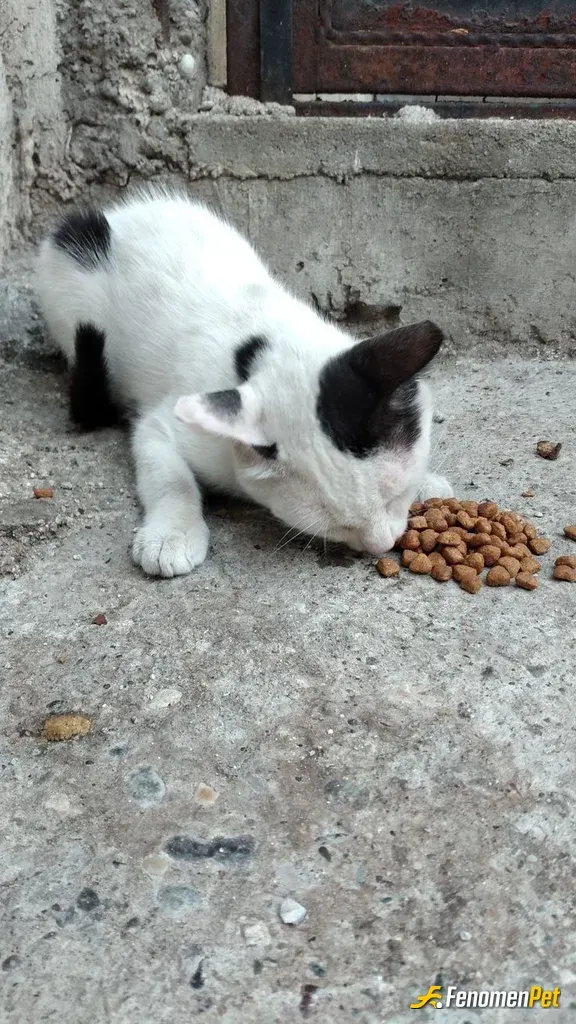Sokak hayvanı besleme: #Fenomenpet Denkgeldikçe canlarım çantamdaki nasiplerini alıyor ♥️