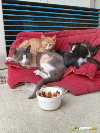 Sokak hayvanı besleme: Yeni doğan ünitesi 🤣