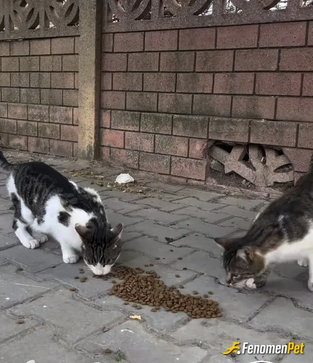 Sokak hayvanı besleme: Kızım cok seviyor kedileri beraber sürekli mama veriyoruz