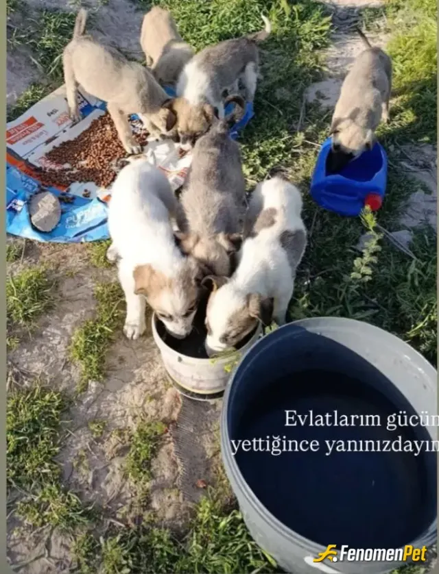 Sokak hayvanı besleme: Benim küçük aslanlarim hem oğlumun riski ve geleceği için her ay düzenli bağış yaptığım bu tarz efkinliklere g