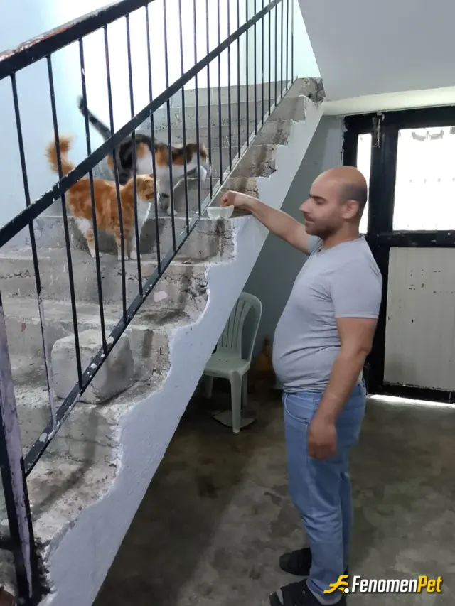 Sokak hayvanı besleme: Onları gördüğümde bebeklerde 🤗