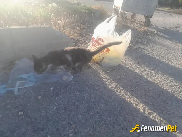 Sokak hayvanı besleme: Kedilete asıgım ya kedılerenher zman sut verın tavsıyem😍