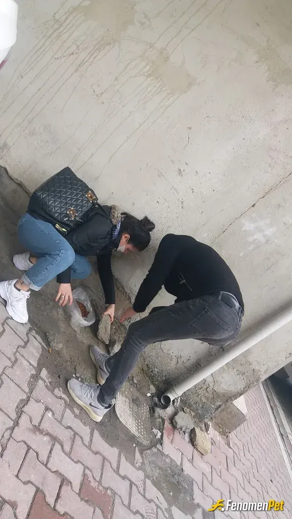 Sokak hayvanı besleme: #Fenomenpet herzaman sokaktaki dostlarımızı unutmuyoruz tabikide evimde 4 tane var.