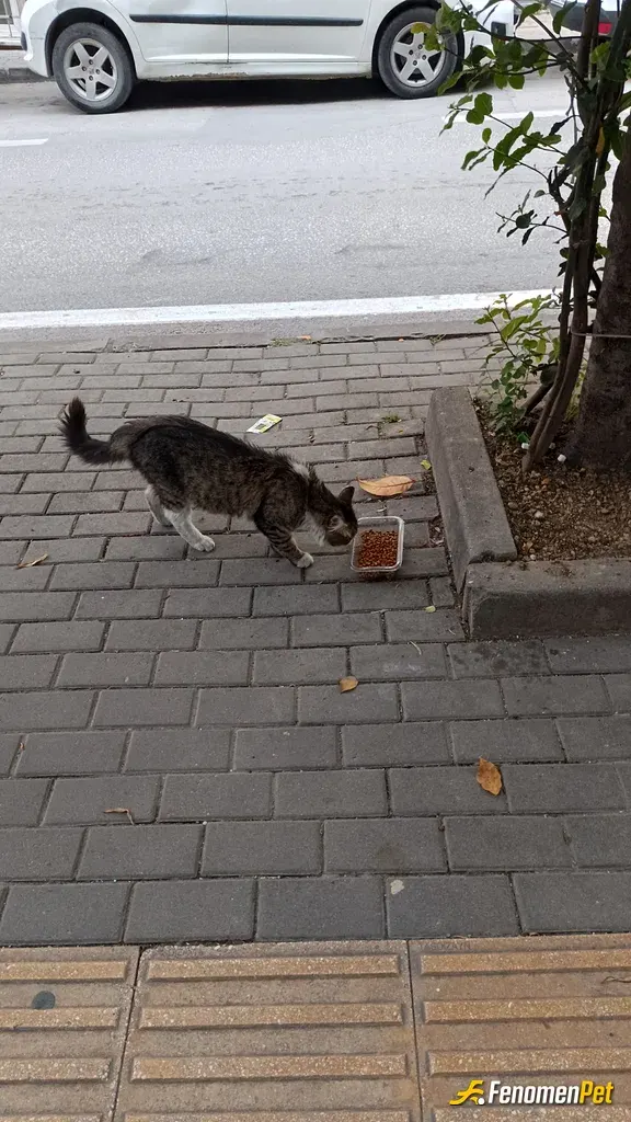 Sokak hayvanı besleme: #Fenomenpet ile sokak hayvanlarıni unutmuyoruz🐾