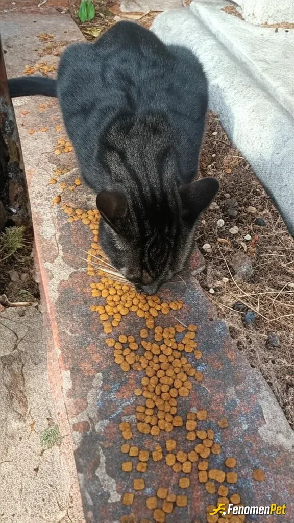 Sokak hayvanı besleme: :)
