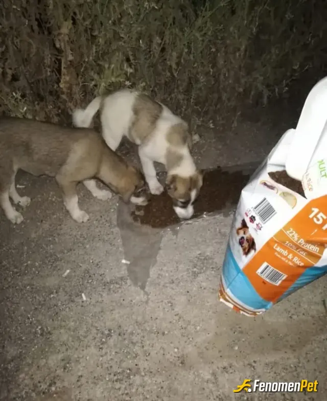 Sokak hayvanı besleme: #Fenometpet
#dog