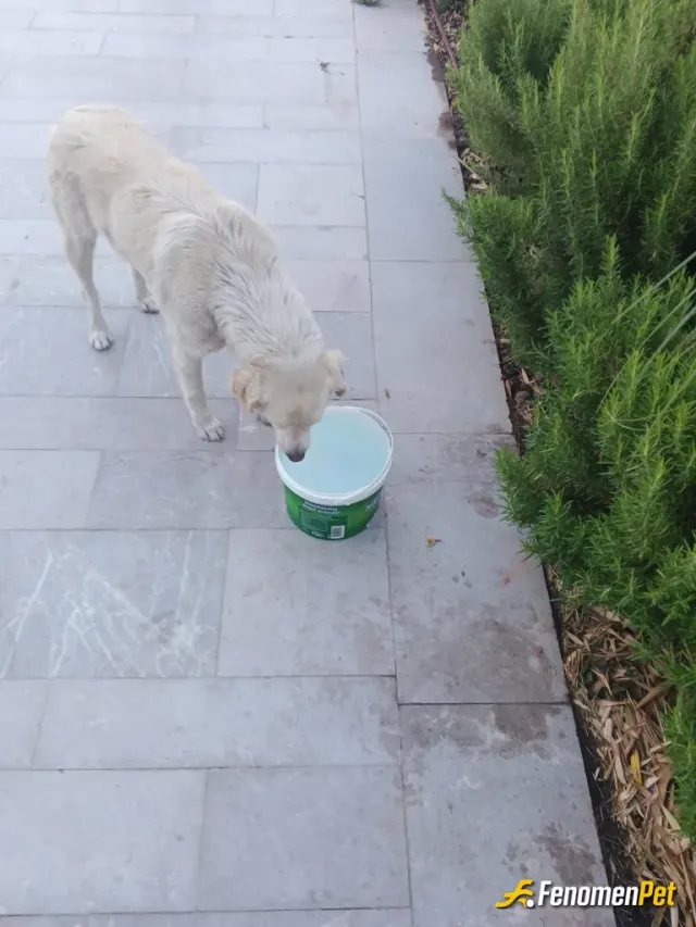 Sokak hayvanı besleme: Hocam ben bu köpeği sokakta buldum iki gözü kör hergün yardım ediyorum Yani herkesin yardım etmesini tavsiye e
