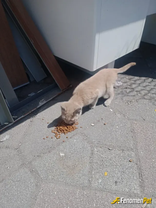 Sokak hayvanı besleme: Günaydın 😻