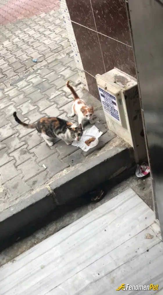 Sokak hayvanı besleme: Anne kız kahvaltı keyfi. 
Günaydınnn 😻😻