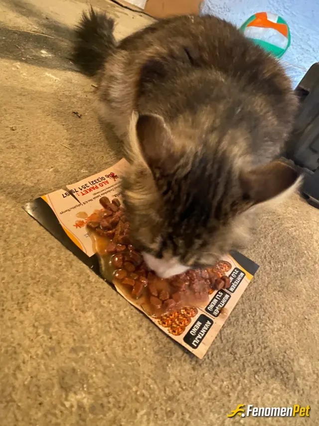 Sokak hayvanı besleme: Sitede besledim kedi