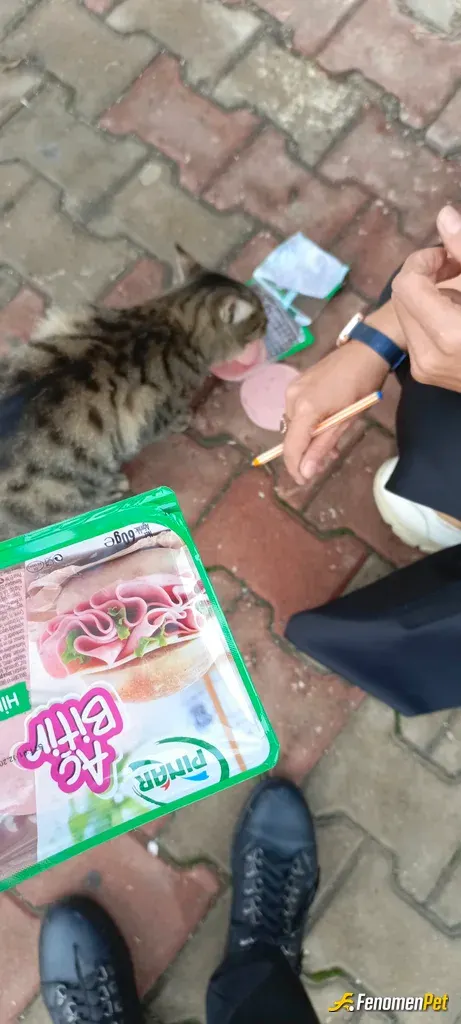 Sokak hayvanı besleme: Tek istedikleri biraz mama
#fenomenpet