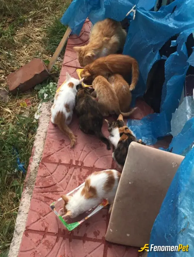Sokak hayvanı besleme: SONUNA KADAR DESTEK