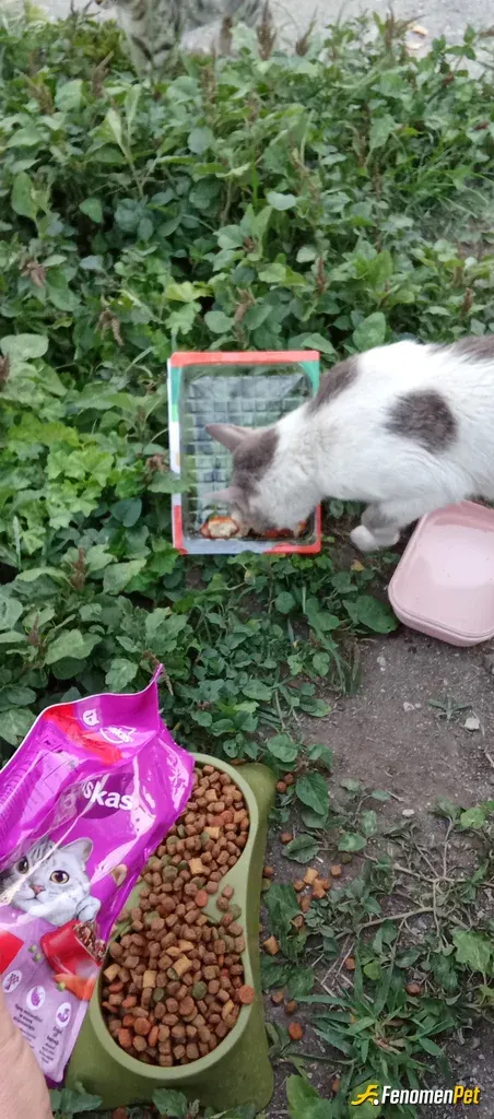 Sokak hayvanı besleme: Stadyum da spor yaparken sevimli dostlarımıza minik bir hediye.