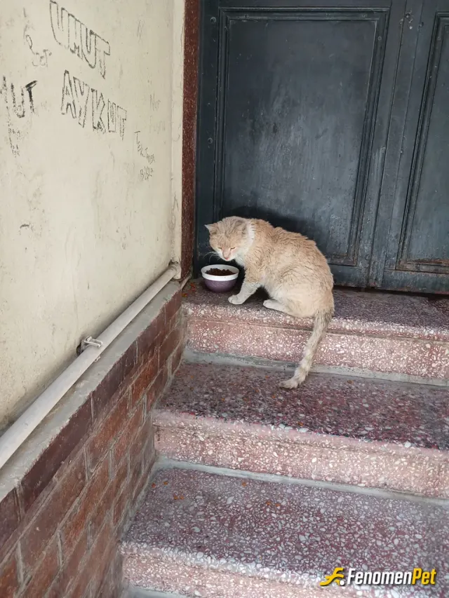 Sokak hayvanı besleme: Kedi