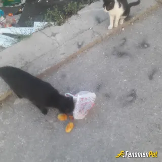 Sokak hayvanı besleme: Mahallenin minikleri