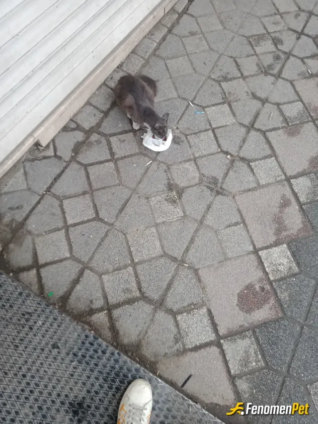 Sokak hayvanı besleme: Bugün hava   yağmurlu sokaktaki canları unutmayalım 💞