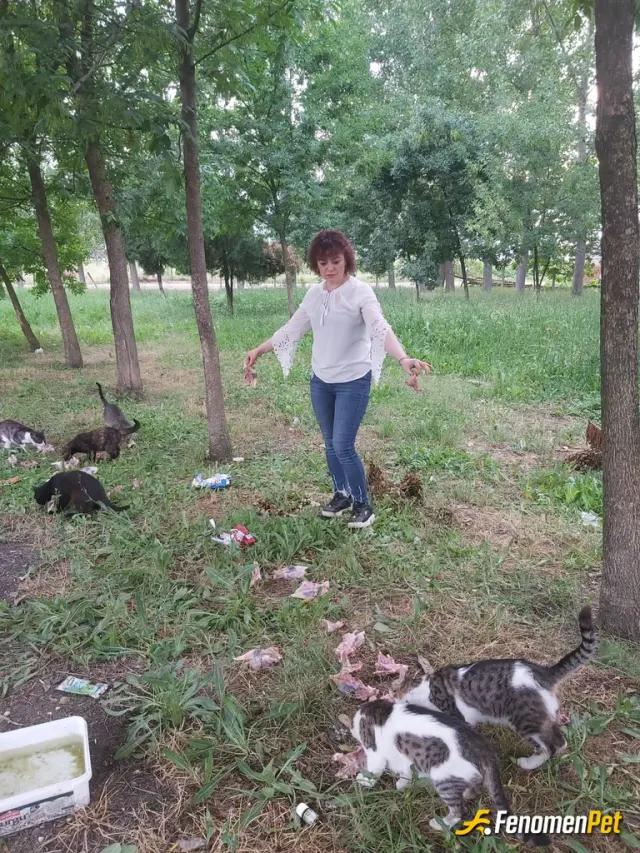 Sokak hayvanı besleme: Sokak canlarını besleme etkinliğinden bir kare, onlar doydu, ben mutlu oldum. Çok şükür🤲