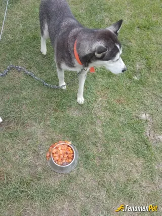 Sokak hayvanı besleme: Aç köpeğe yemek verdim günlerdir açtı sahipsiz di sahiplendim  hayvanları çok seviyorum